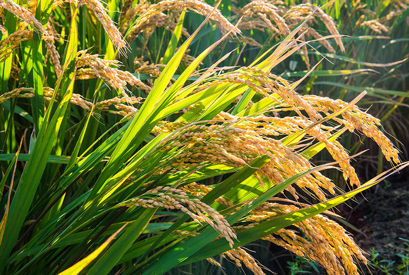 盤錦營(yíng)田米業(yè)有限公司