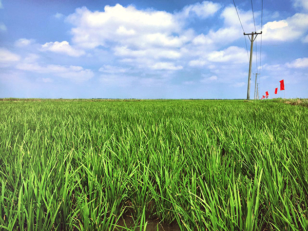 盤錦營(yíng)田米業(yè)有限公司