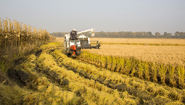 盤錦營(yíng)田米業(yè)有限公司